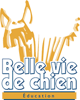 Belle vie de chien